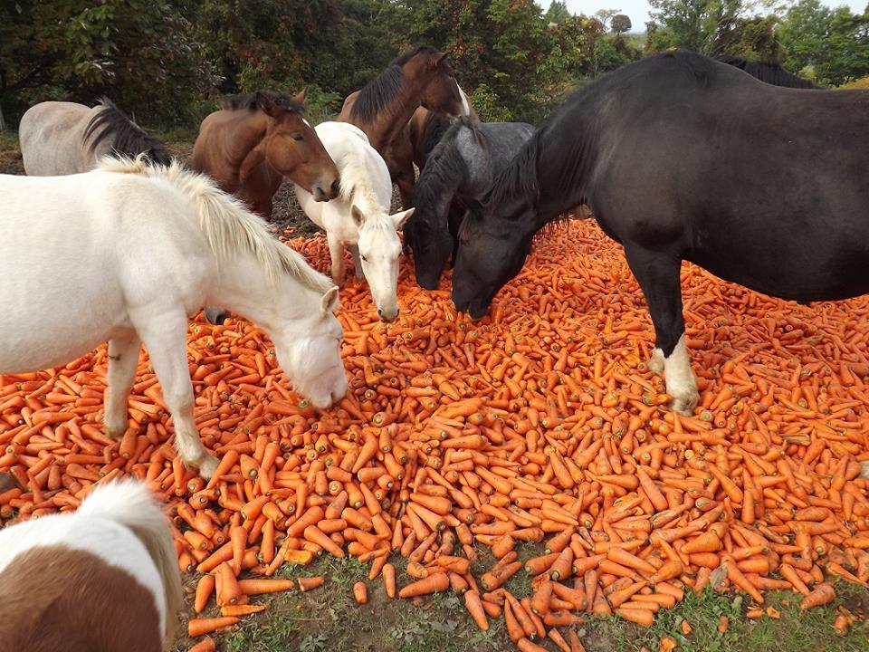 nourrir les chevaux