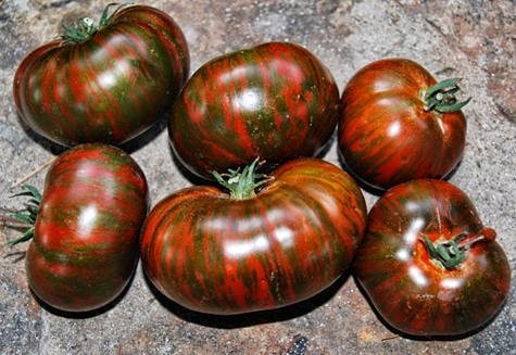 Aussehen von Tomaten-Streifenschokolade