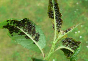 aphid on apple tree