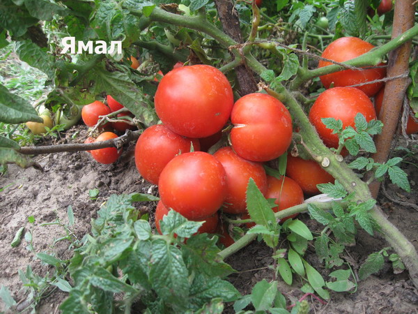 Tomate Yamal en el jardín.