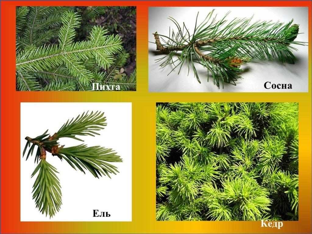 difference between fir and pine photo