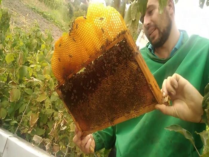 Wie weit fliegen Bienen vom Bienenstock entfernt?