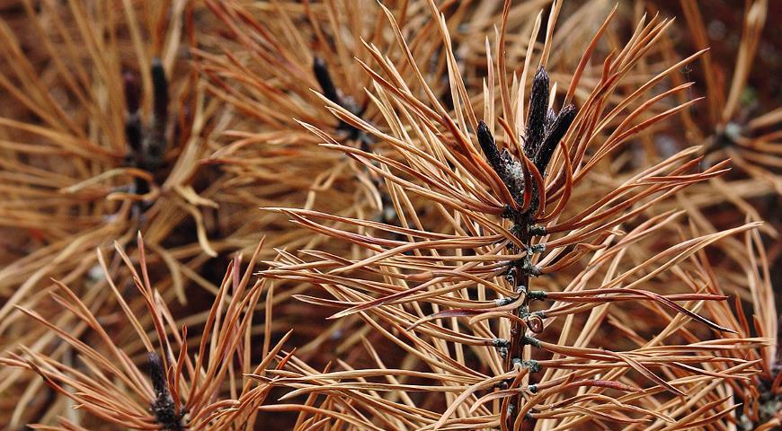 Malaltia de Schutte als pins