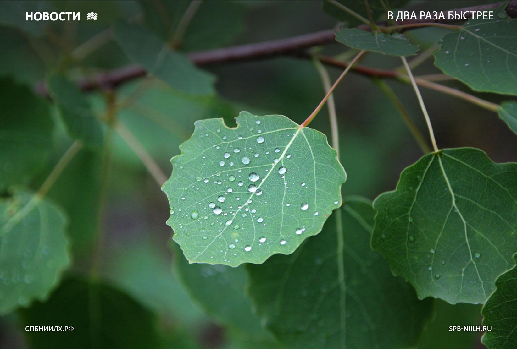 Aspen: description and properties of its wood photo