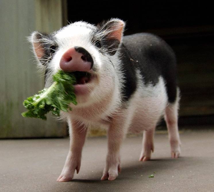 piglet eats