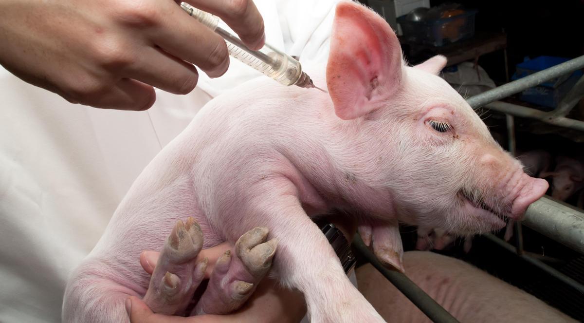 piggy injection