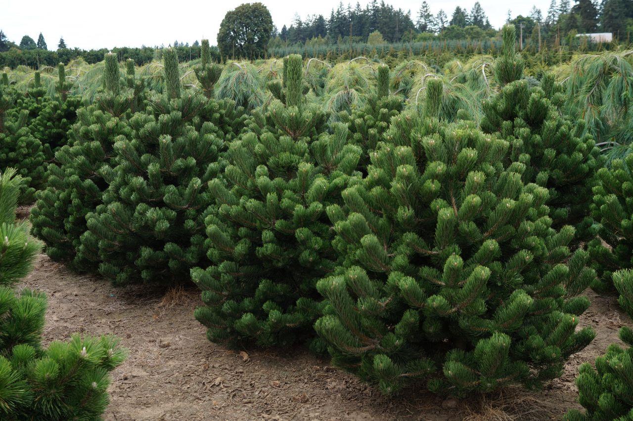 Oregon Green Pine Foto