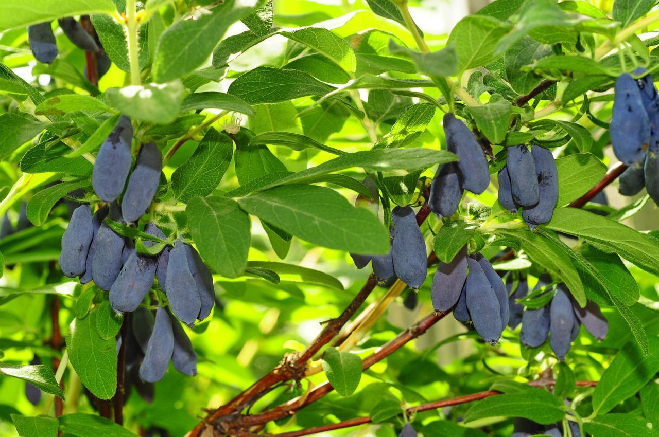 variedade de madressilva azul Morena