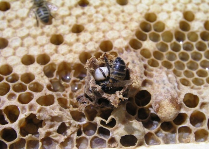 oplodnění včelí královny