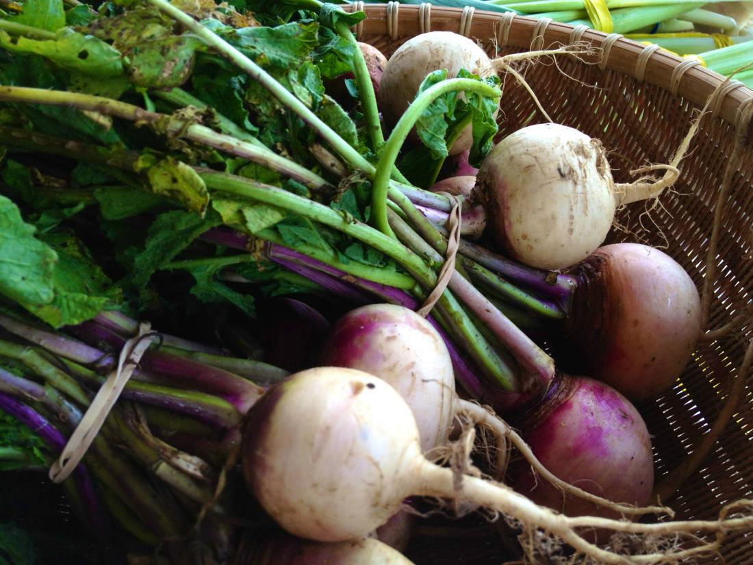 turnip vegetable photo