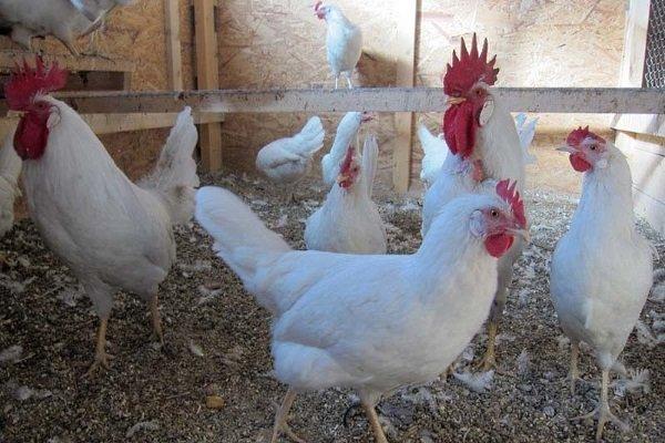 Russian white breed of chickens