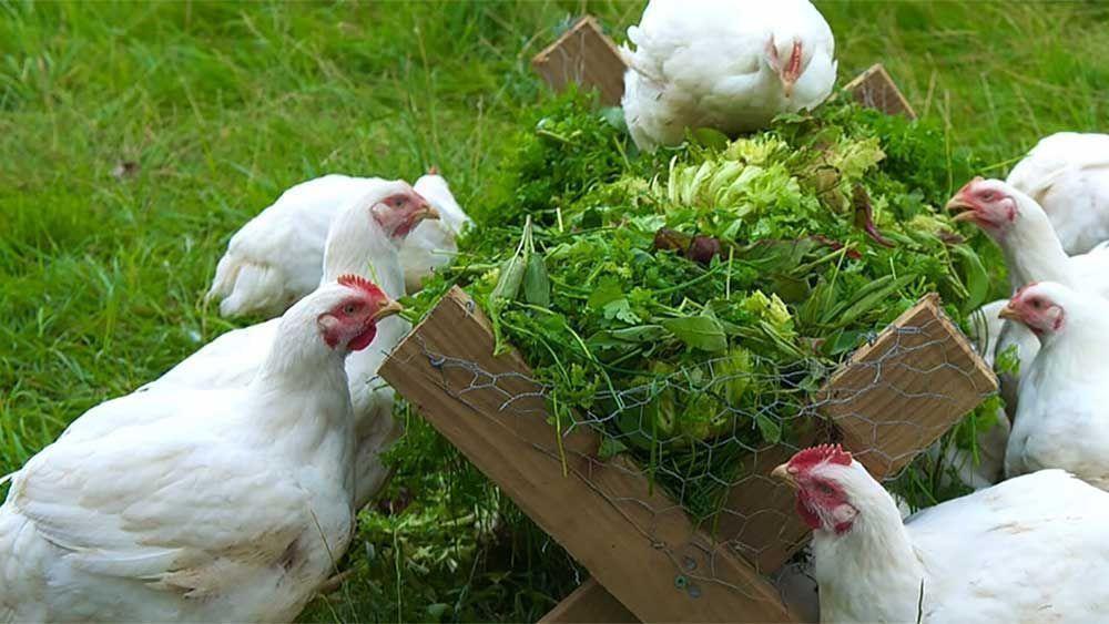 feeding chickens and laying hens with grass photo