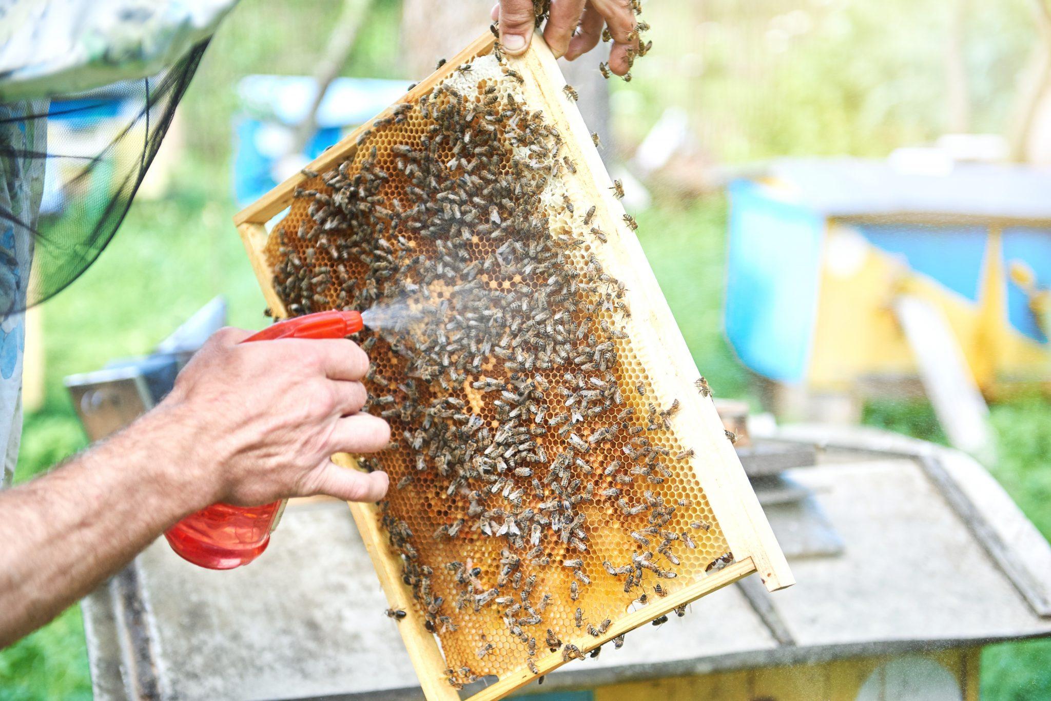 Bienen füttern 