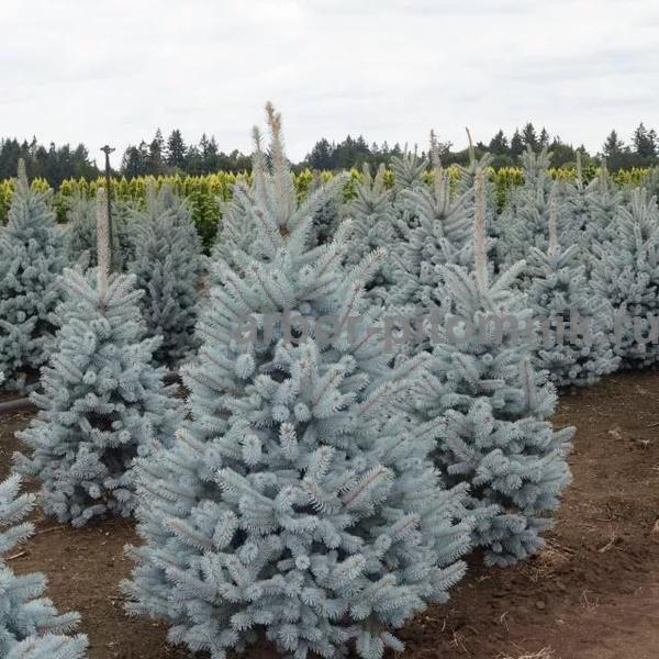 Larawan ng spruce variety Hoopsie