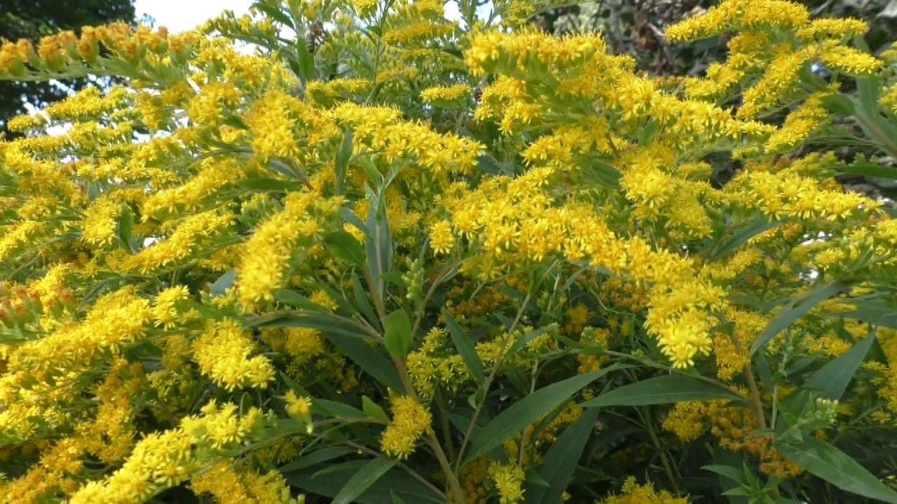 planta de mel goldenrod