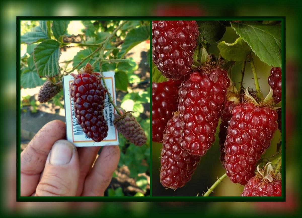 Ezhemalina Loganberry foto