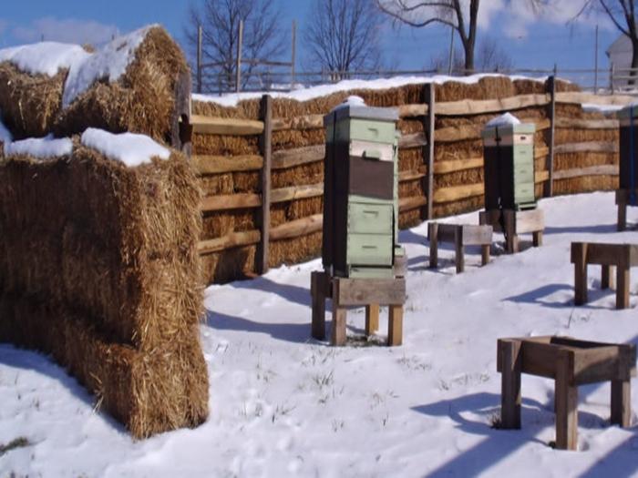 Überwinterung der Bienen