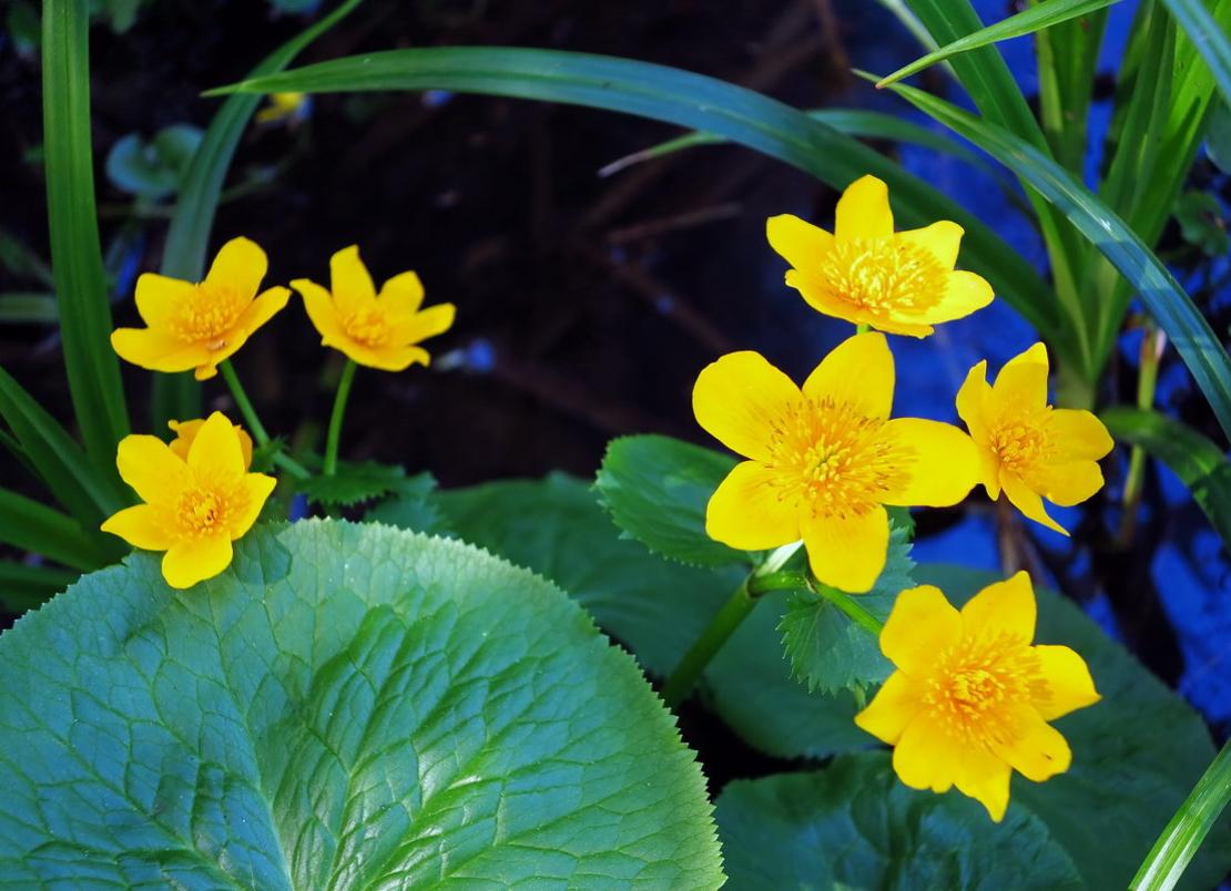 larawan ng marigold