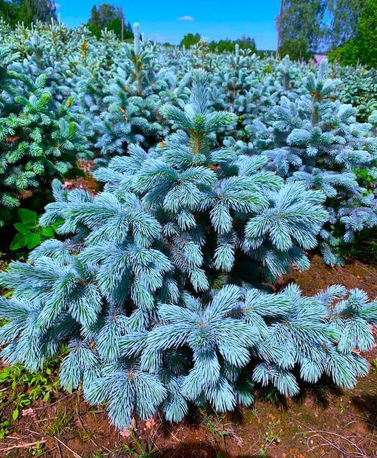 Fotografija Spruce Super Blue