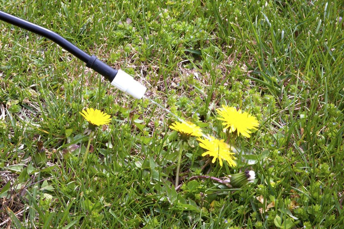 Hoe je voor altijd van paardenbloemen af ​​kunt komen foto