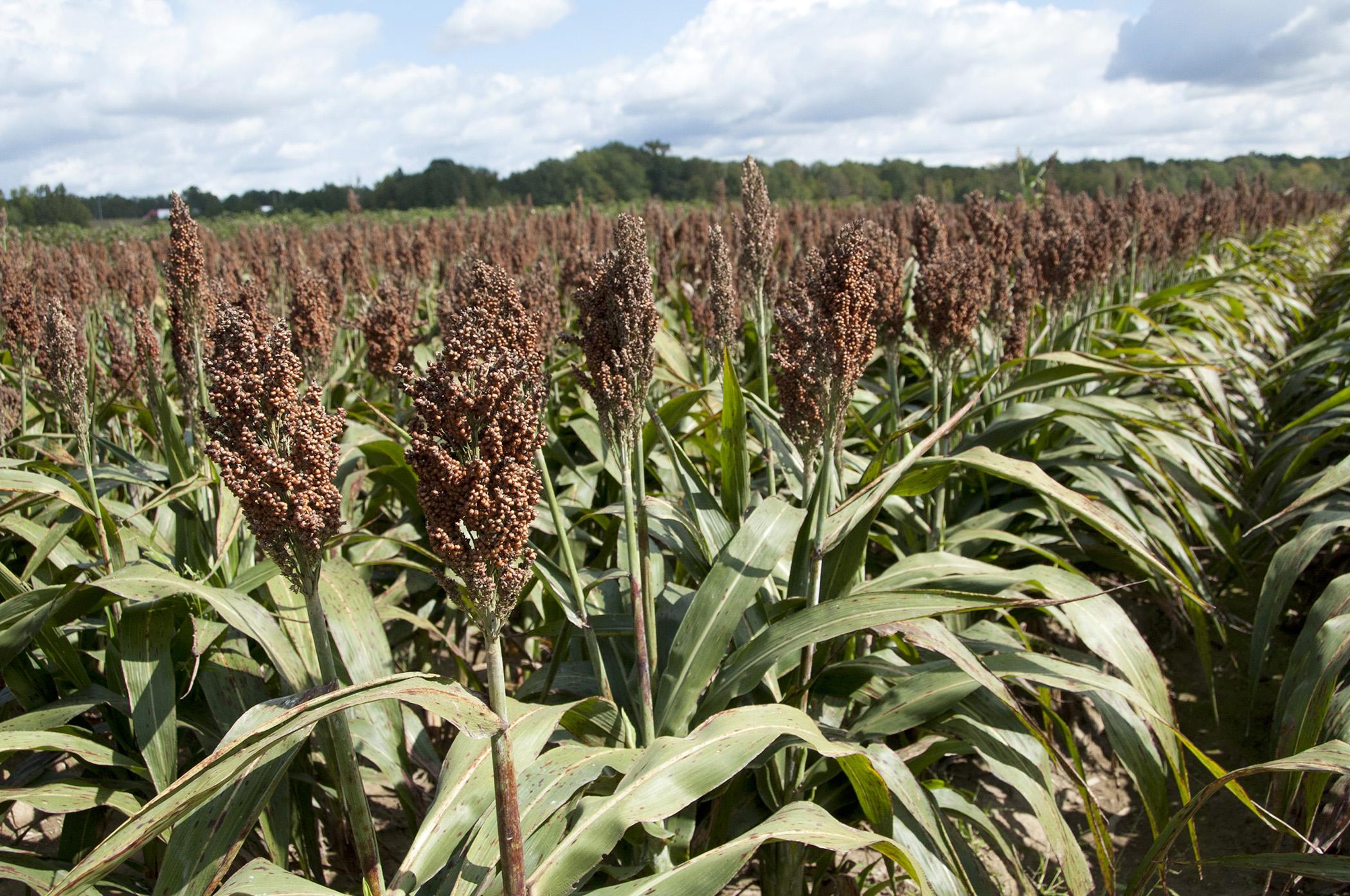 Sorgo de pasto de Sudán