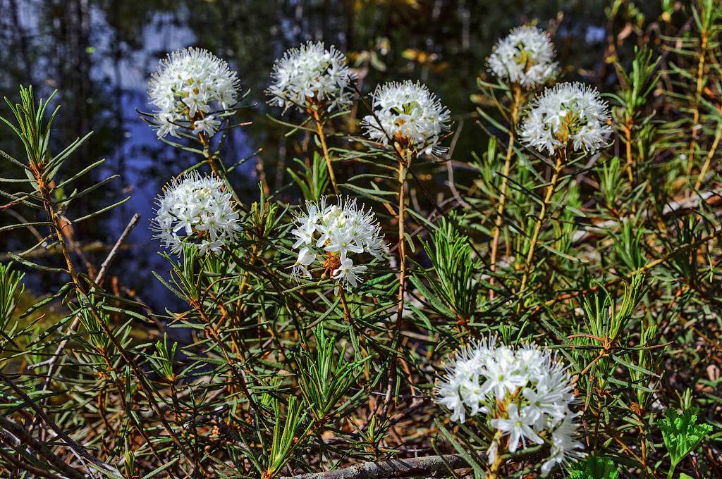 Marsh vild rosmarin gräs