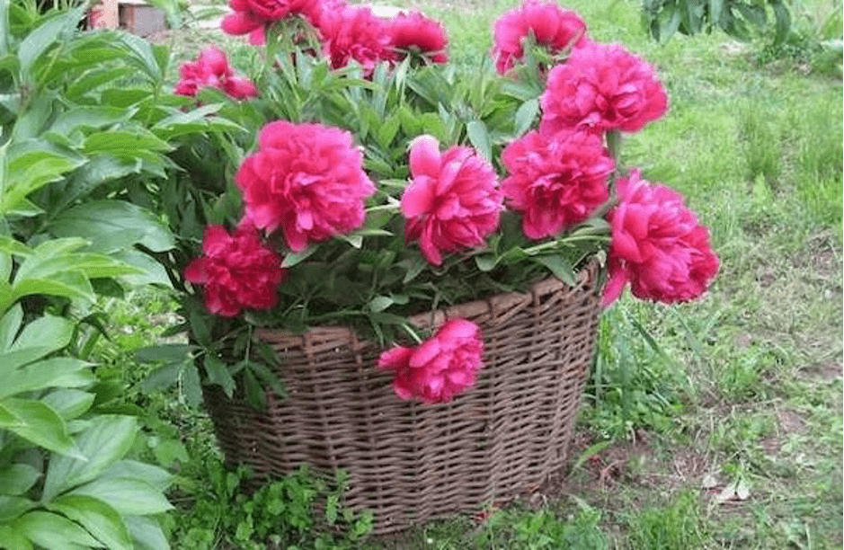 How to make beautiful supports for peonies with your own hands photo