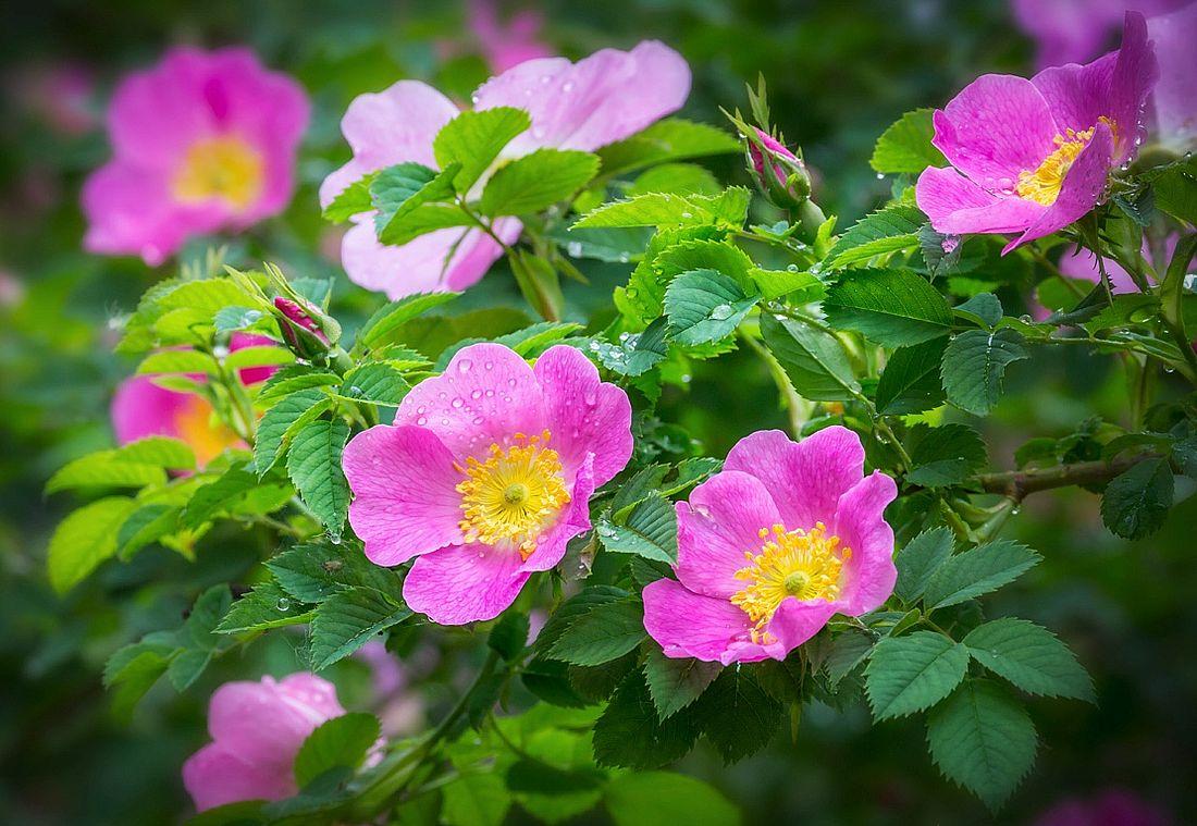 rose hips blooming photo