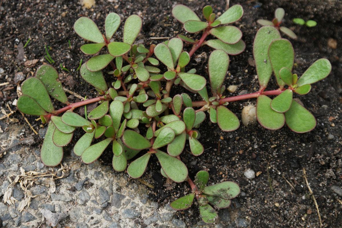 purslane weed uzgoj 