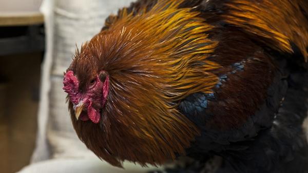 Vogelgrippe bei Hühnern