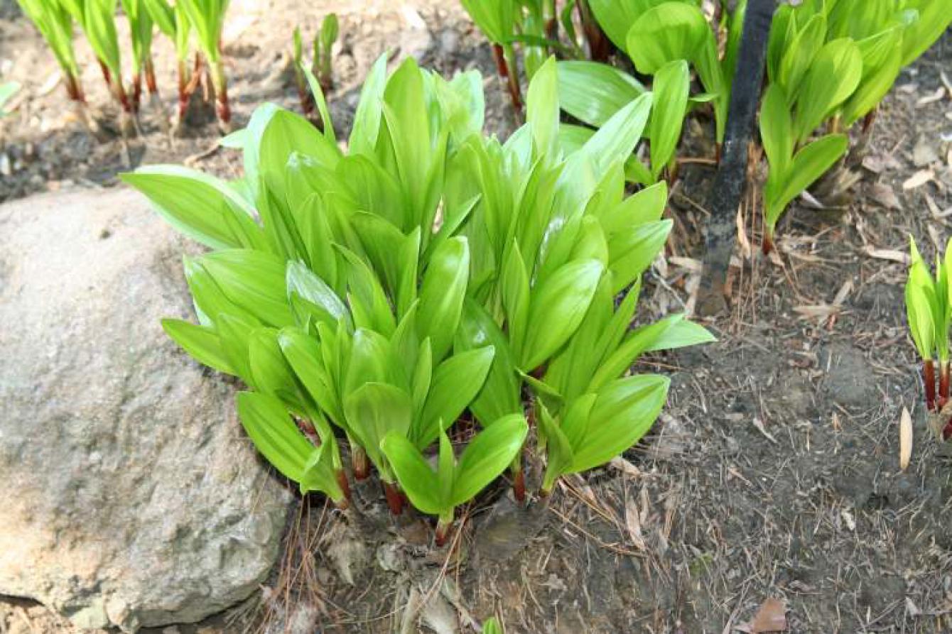 ảnh Ramson