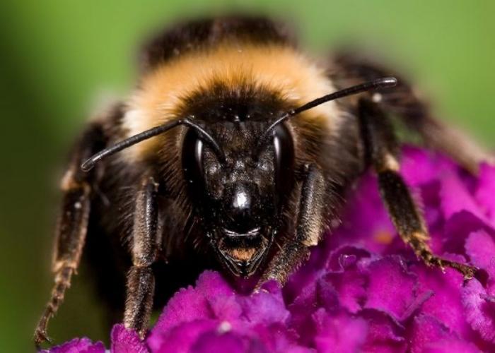 hoe ziet een hommel eruit?