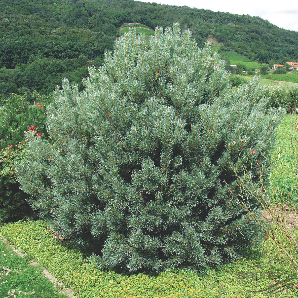 Watereri pine photo