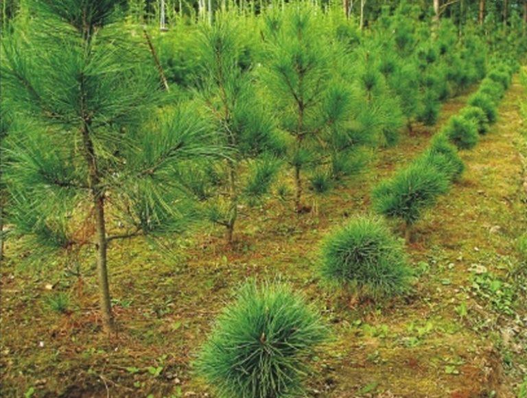 how to properly transplant cedar photo