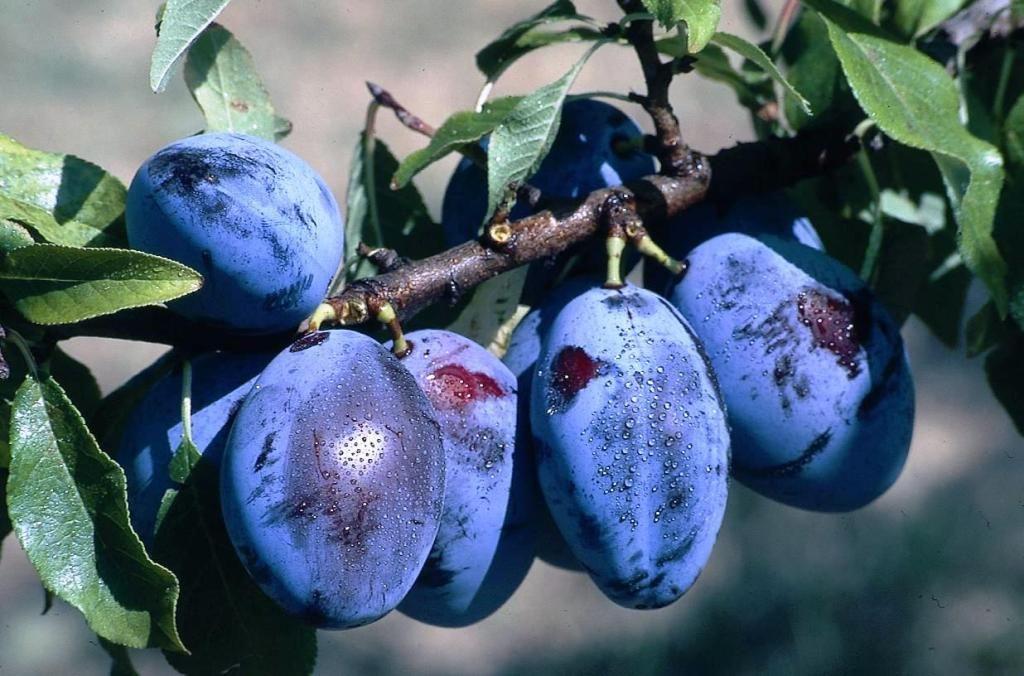 plum varieties Prunes photo