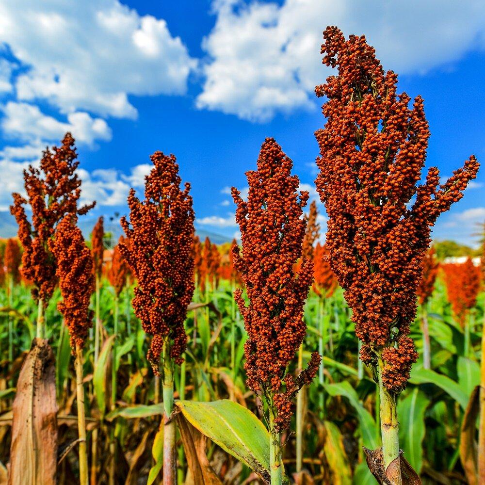 Mga uri at uri ng sorghum larawan