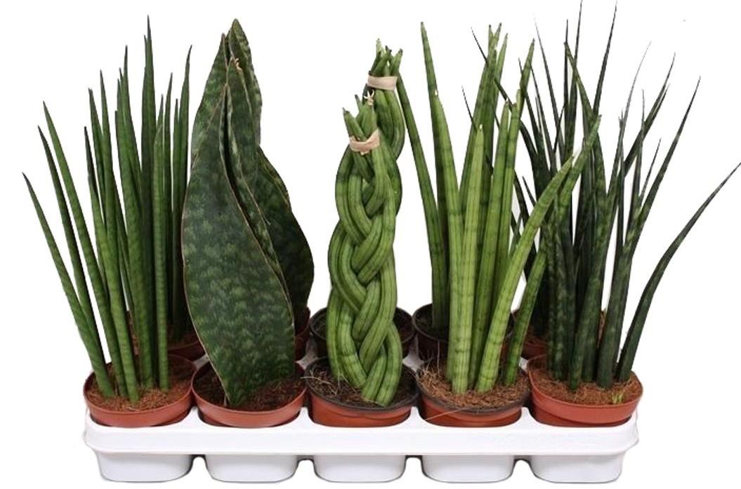 Popis Sansevieria a fotografie druhů květin