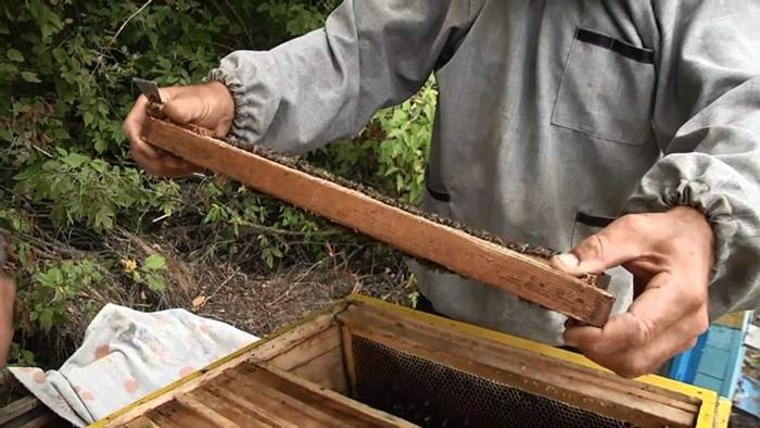 comment récolter le miel