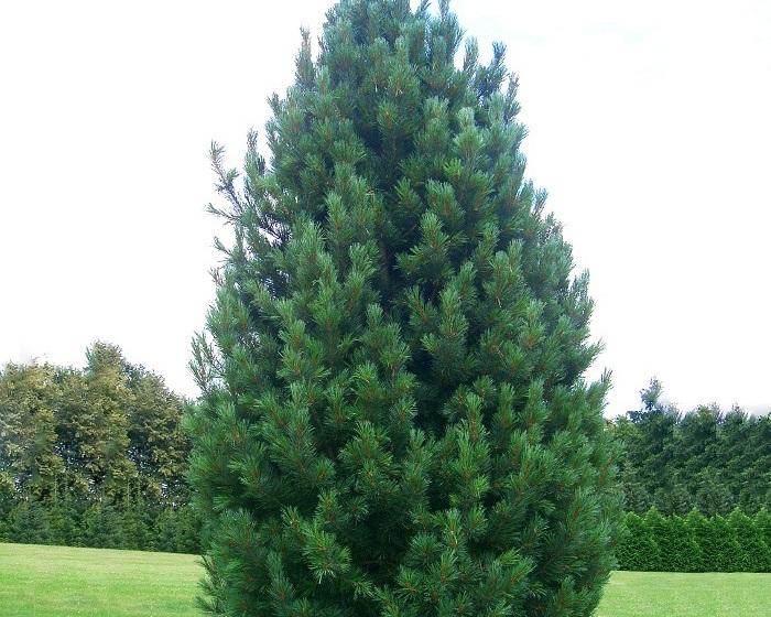  Foto de pinho europeu de cedro