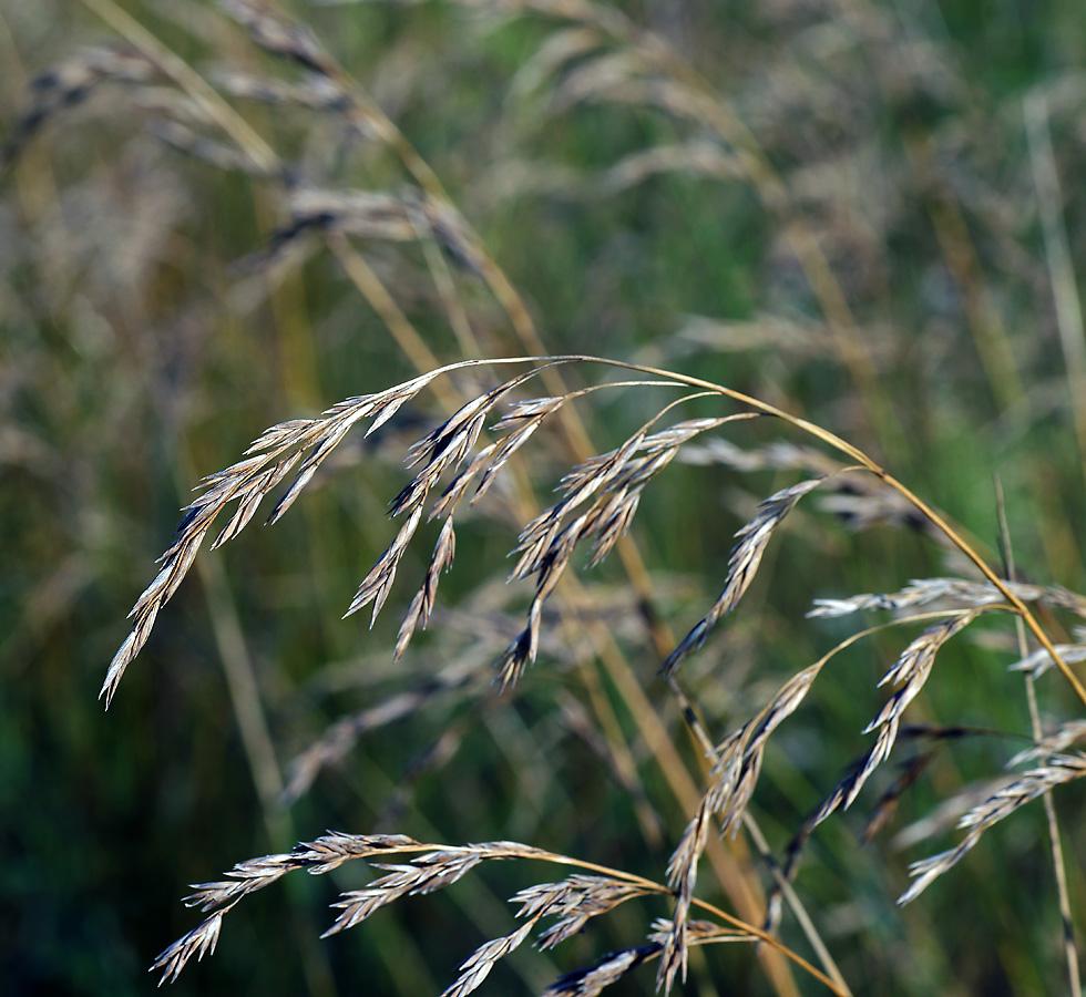 meadow fescue 