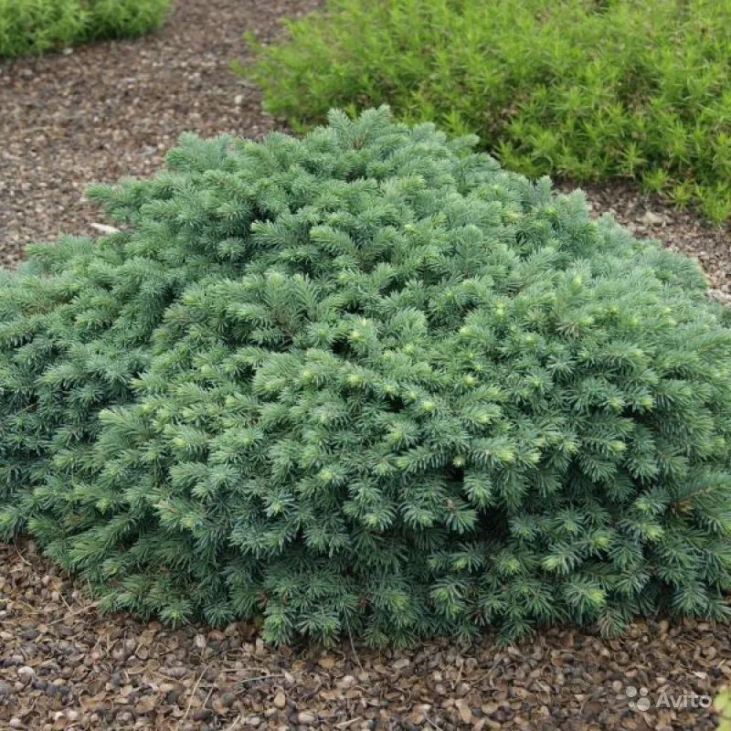 Larawan ng spruce variety Waldbrun