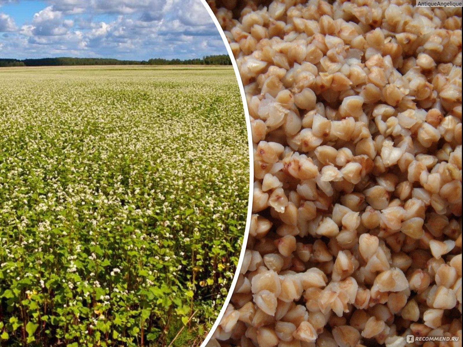 how buckwheat grows photo