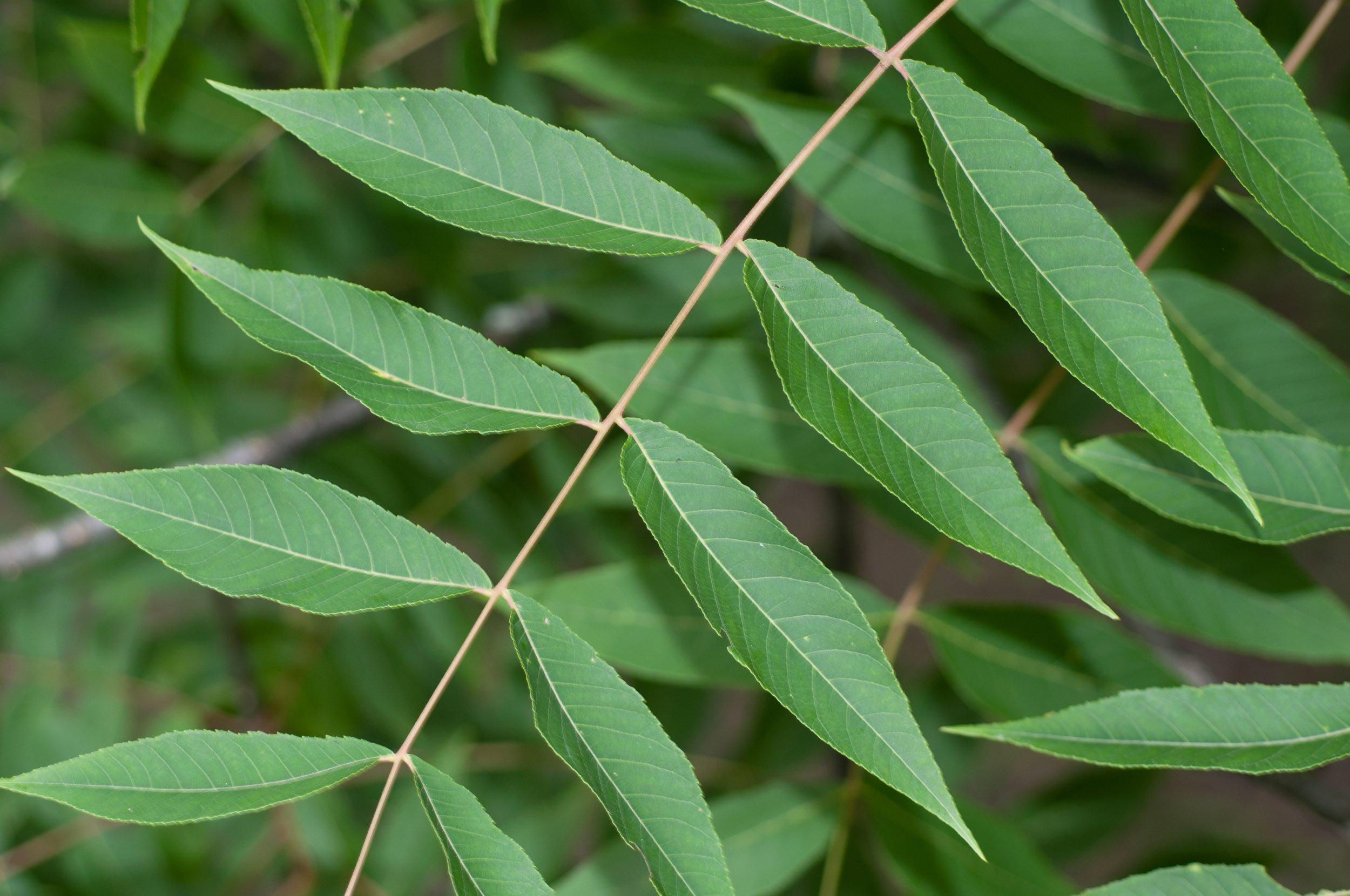 Ash leaves photo