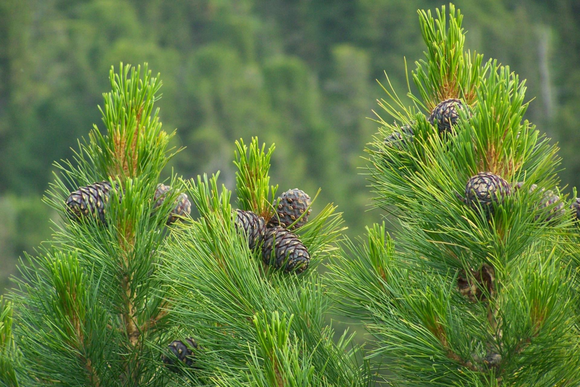 Larawan ng Siberian cedar