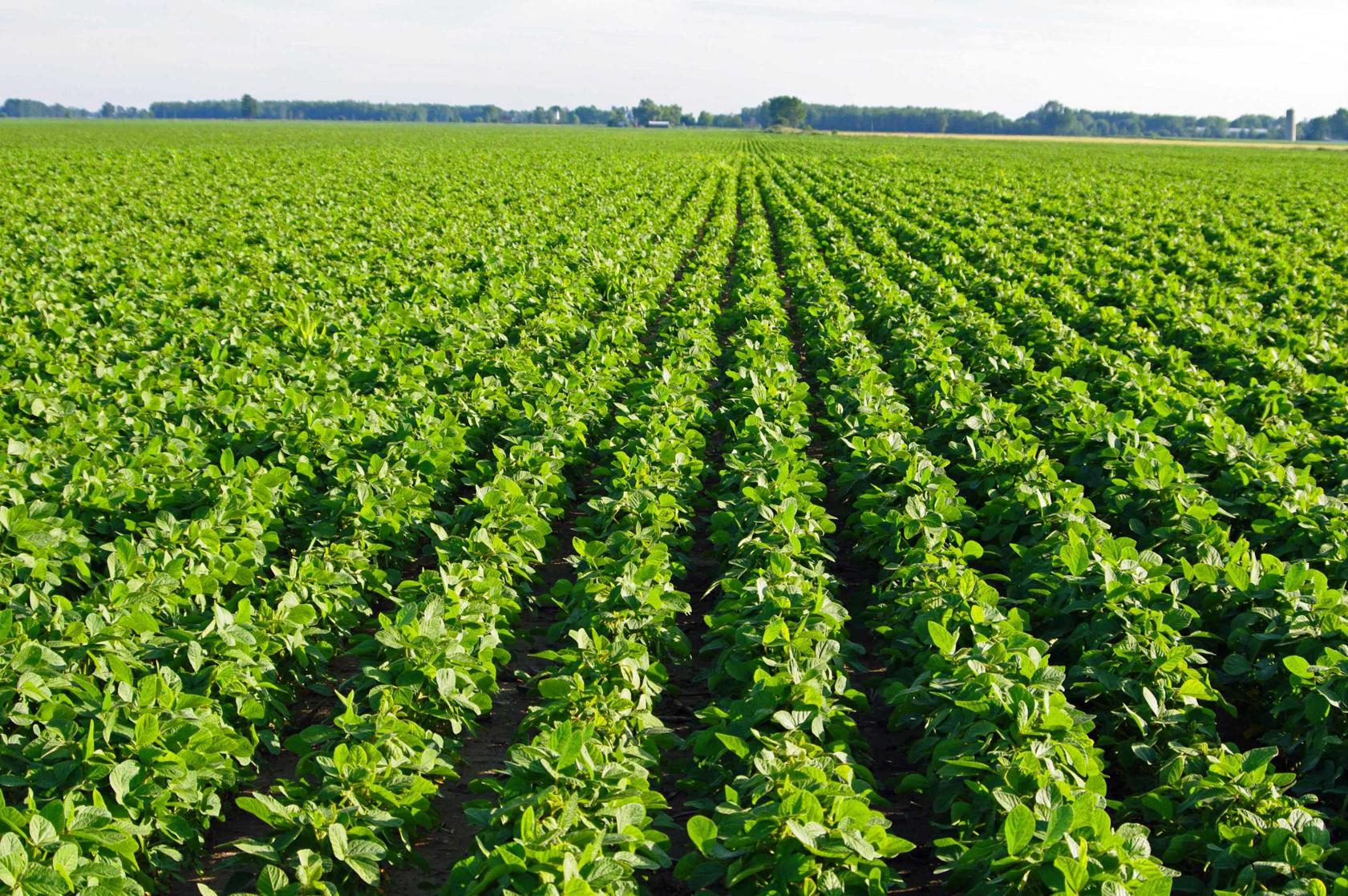 soybean - cultivation, varieties, processing