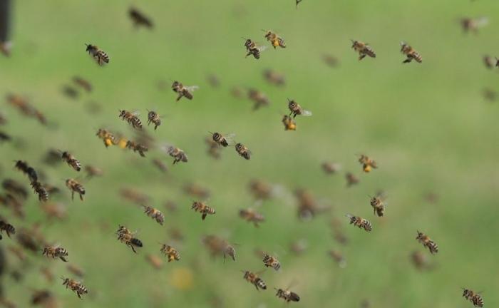 důvod ke shromažďování včel na podzim