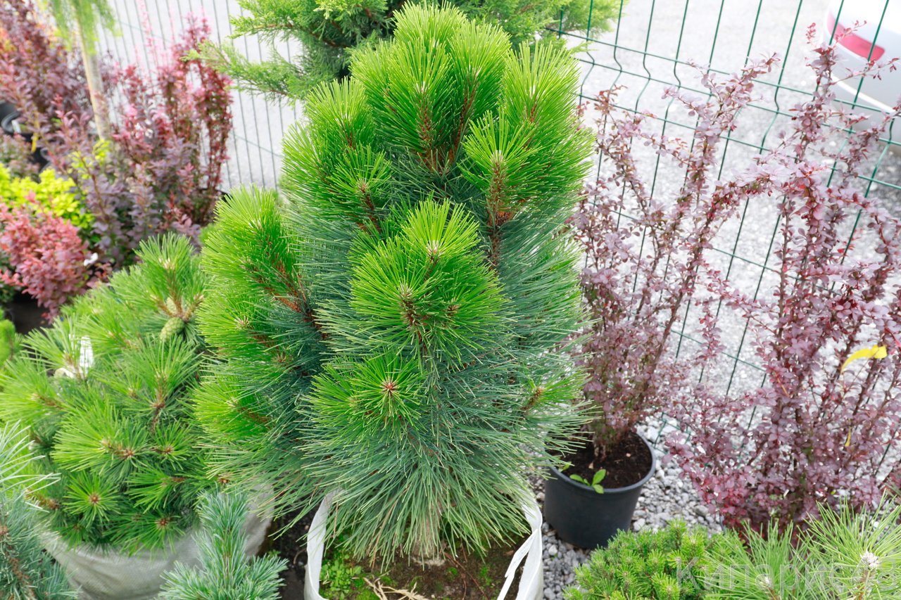 Fotografie z černé borovice Pyramidalis