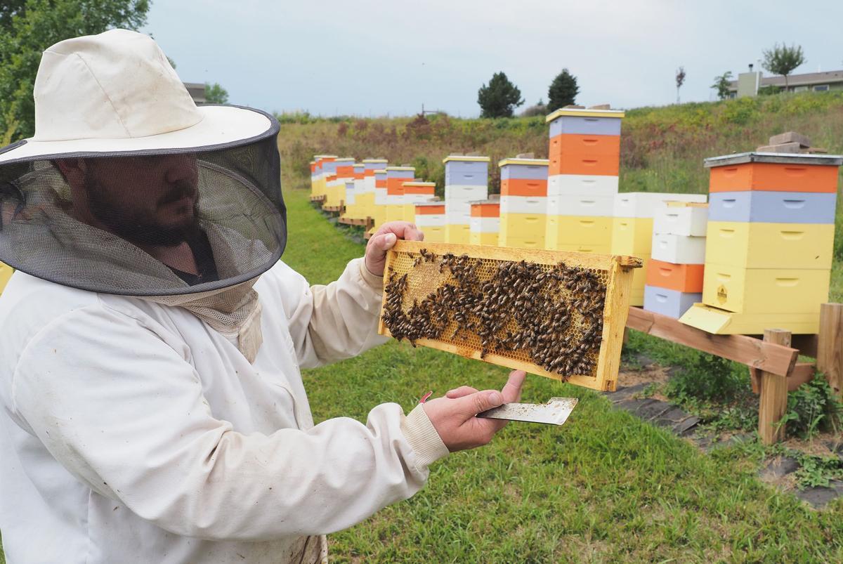 fotografie včelaření v Kanadě