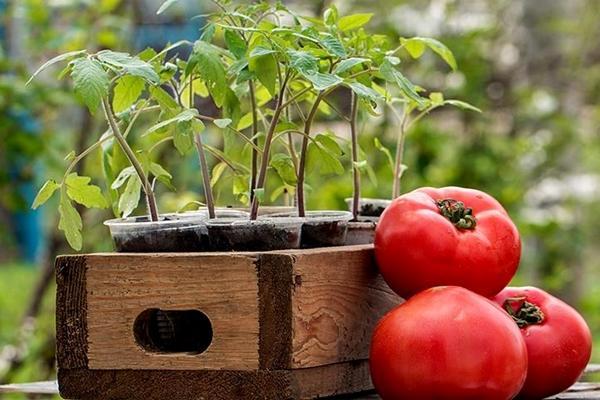 Tomaten und Setzlinge