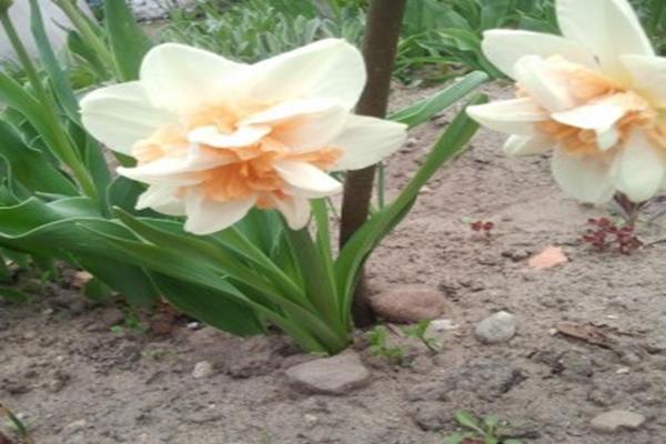 daffodil rosie cloud